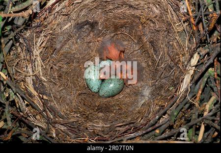 Aaskrähe (Corvus corone), Krähe, Krähe, Korviden, Singvögel, Tiere, Vögel, Carrion Crow Nest mit Küken und Eiern Stockfoto