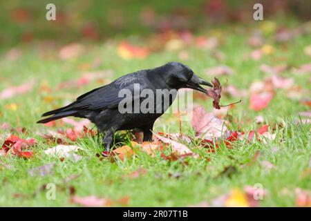 Aaskrähe (Corvus corone), Korviden, Krähen, Korviden, Singvögel, Tiere, Vögel, Carrion Crow ausgewachsen, Futtersuche unter Laubstreu in Parklandschaft West Stockfoto