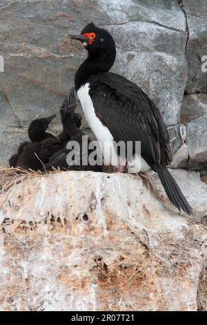 Fels (Phalacrocorax magellanicus), Felshags, Copepods, Tiere, Vögel, Rock-Shag-Erwachsener, grüblerische Weiber im Nest, Ushuaia, Tierra del Fuego Stockfoto