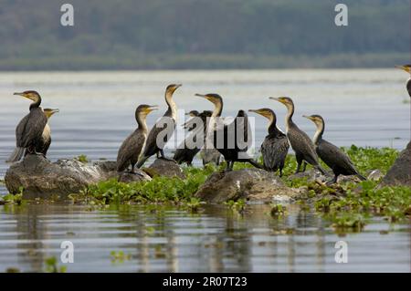 Weißbrustkormoran (Phalacrocorax carbo lucidus) -Gruppe auf Felsen im Wasser, Naivasha-See, Kenia Stockfoto