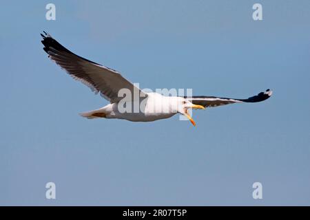 Adulte Kleinmöwe (Larus fuscus), Sommerzucht, im Flug, Minsmere RSPB Reserve, Suffolk, England, Vereinigtes Königreich Stockfoto