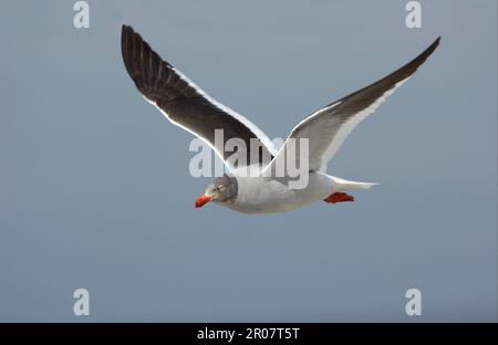 Gabianus scoresbii, Blutschnabelmöwe, Delfinmöwe (Larus scoresbii), Gulls, Animals, Birds, Dolphin Gull sub-adult, Im Flug, Falklandinseln Stockfoto