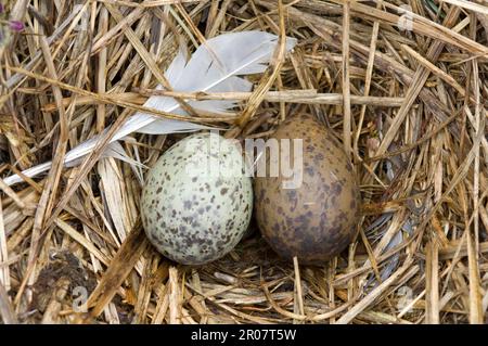 Gabianus Scoresbii, Blutschnabelmöwe, Delfinmöwen (Larus scoresbii), Gulls, Tiere, Vögel, Delfinmöwe zwei Eier im Nest, unterschiedliche Pigmentierung Stockfoto