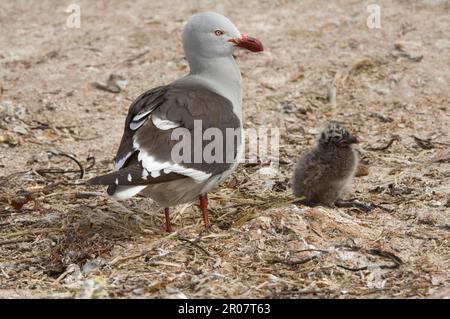 Gabianus scoresbii, Blutschnabelmöwe, Delphinmöwe (Larus scoresbii), Gulls, Tiere, Vögel, Delphinmöwe Erwachsene, Mit der Braut im Nest, Shedder Pond Stockfoto