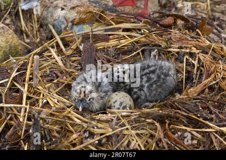 Gabianus scoresbii, Blutschnabelmöwe, Delfinmöwe (Larus scoresbii), Gulls, Animals, Birds, Dolphin Gull zwei Küken und Ei im Nest, Seelöwen Stockfoto