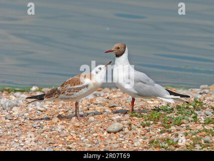 Schwarzkopfmöwe (Larus ridibundus), Erwachsener im Sommerzuchthupfer, mit Jungtieren, die um Nahrung betteln, England, Vereinigtes Königreich Stockfoto