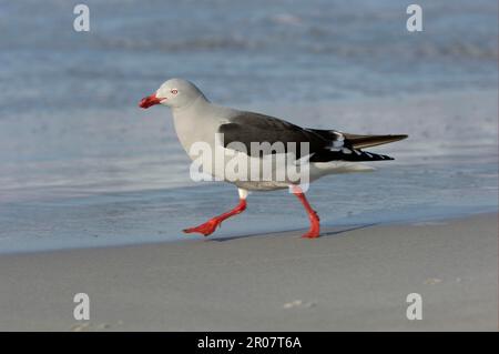 Gabianus scoresbii, Blutschnabelmöwe, Delphinmöwe (Larus scoresbii), Gulls, Tiere, Vögel, Delphinmöwe Erwachsene, Am Strand entlang laufen Stockfoto