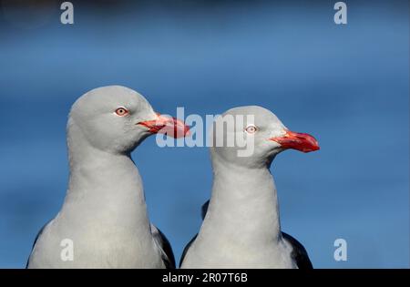 Gabianus Scoresbii, Blutschnabelmöwe, Delfinmöwen (Larus Scoresbii), Gulls, Tiere, Vögel, Delfinmöwe zwei Erwachsene, Nahaufnahme der Köpfe, trüber Stockfoto