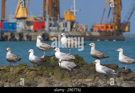 Europäische Heringsmull (Larus argentatus), ausgewachsen und unreif, Gruppe auf Felsen, Lerwick Harbour, Shetland Islands, Schottland, Vereinigtes Königreich Stockfoto