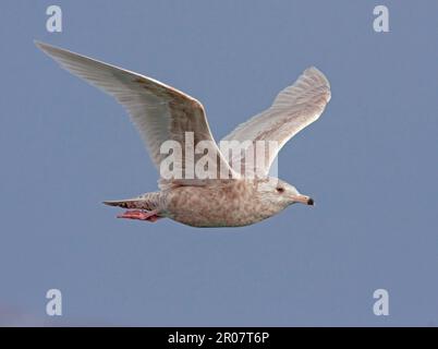 Glaucous-Möwe (Larus hyperboreus) unreif, erste Winterfieber, im Flug, Nordnorwegen Stockfoto