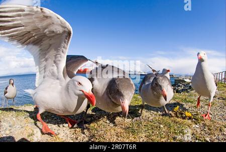 Gabianus Scoresbii, Blutschnabelmöwe, Delphinmöwe (Larus Scoresbii), Gulls, Tiere, Vögel, Delphinmöwe Erwachsene und Jungtiere, Scharen am Meer Stockfoto