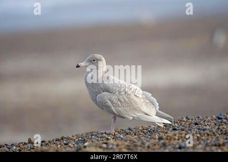 Glaucous Gull (Larus hyperboreus) Jungfische, erste Winterzucht, steht am Kieselstrand, Norfolk, England, Winter Stockfoto