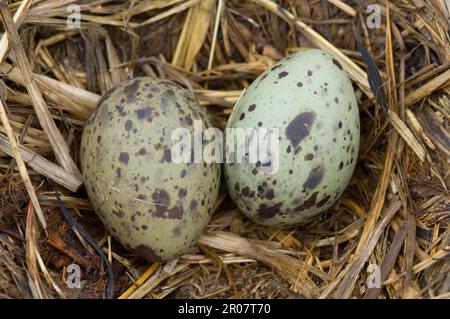 Gabianus Scoresbii, Blutschnabelmöwe, Delfinmöwen (Larus scoresbii), Gulls, Tiere, Vögel, Delfinmöwe Nahaufnahme von zwei Eiern im Nest, Seelöwen Stockfoto