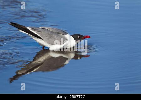 Lachmöwe (Larus atricilla), Erwachsene, Zucht Gefieder, Trinken, South Padre Island, Texas (U.) S.A. Stockfoto