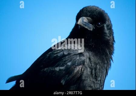 Sonnenkrähe, Sonnenkrähe, Krähe, Korviden, Singvögel, Tiere, Vögel, Nordwestkrähe (Corvus caurinus) Nahaufnahme des Kopfes, Homer, utricularia ochroleuca Stockfoto