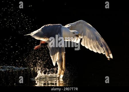 Heringsmull, europäische Heringsmullen (Larus argentatus), Möwen, Tiere, Vögel, Heringsmulle ausgewachsen, Sommerzucht, im Flug über das Meer, mit Hintergrundbeleuchtung Stockfoto