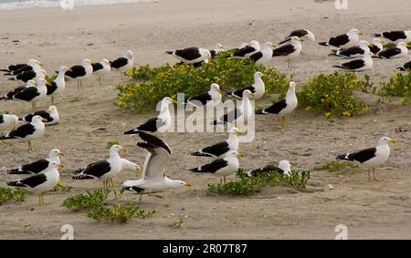 Larus vetula, Cape Gull (Larus dominicanus vetula), Cape Gull, Dominican Gull, Dominican Gulls, Gulls, Tiere, Vögel, Cape Gull Erwachsene, Scharen Sie weiter Stockfoto