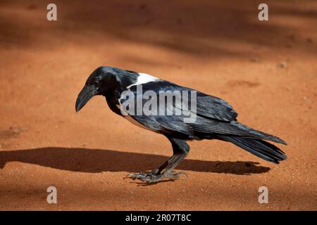 Rattenkrähe (Corvus albus), Erwachsener, auf dem Boden stehend, Berenty Reserve, Madagaskar Stockfoto