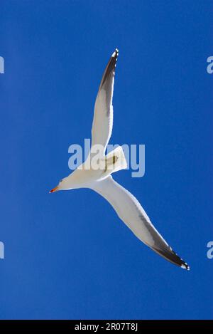 Dominikanische Möwe, Seetang Möwen (Larus dominicanus), Möwen, Tiere, Vögel, Kelp Möwe fliegend, Blauer Himmel Stockfoto