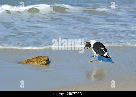 Ausgewachsene Kapuzenmöwe (Larus dominicanus vetula), die das Küken des Gentoo-Pinguins (Sphensicus demersus) am Strand in Simonstown füttert Stockfoto