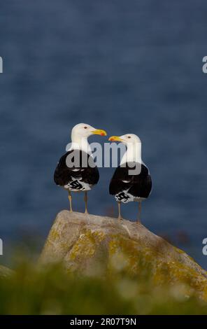 Großmöwe (Larus marinus), erwachsenes Paar, auf Felsen stehend, großer Saltee, Salteninseln, Irland Stockfoto