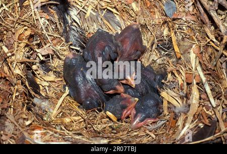 Turm, Raben (Corvus frugilegus), Krähe, Korviden, Singvögel, Tiere, Vögel, Turm, junge Küken im Nest Stockfoto