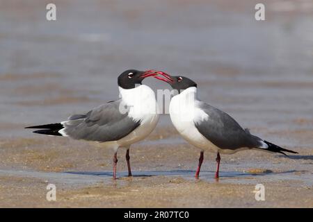 Lachmöwe (Larus atricilla) erwachsenes Paar, Zucht Gefieder, Werbeteuer, Stehen an der Küste, South Padre Island, Texas (U.) S.A. Stockfoto