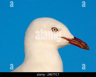 Weißkopf-Schwarzkopf-Möwe, Weißkopf-Schwarzkopf-Möwe, Weißkopf-Schwarzkopf-Möwe, Weißkopf-Schwarzkopf-Möwe, Weißkopf-Schwarzkopf-Möwe Stockfoto