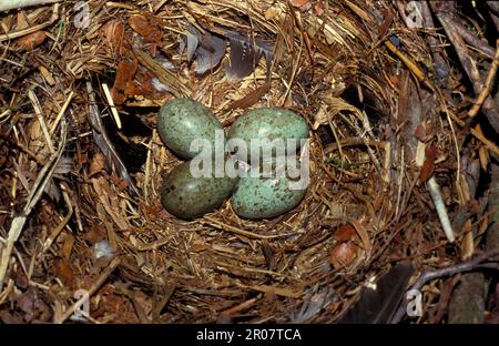 Turm, Raben (Corvus frugilegus), Krähe, Korviden, Singvögel, Tiere, Vögel, Turm, vier Eier im Nest Stockfoto