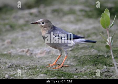 Erwachsene Rotschnabelstarling (Sturnus sericeus), steht auf algenbedeckten Schlamm, Mai Po Naturreservat, Hongkong, China Stockfoto