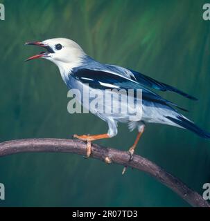 Silky Starling (Sturnus sericeus) „Red-Billed Starling“, sitzt auf einem Ast, ruft, gefangen Stockfoto