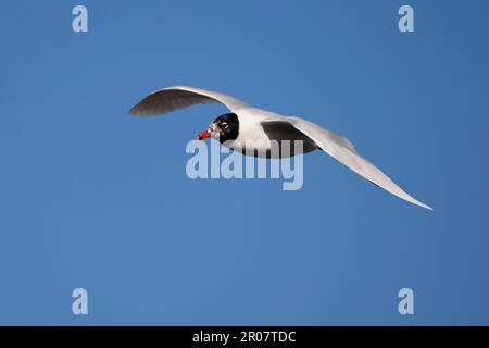 Mittelmeer-Möwe (Larus melanocephalus), Erwachsener, im Flug, Norfolk, England, Vereinigtes Königreich Stockfoto