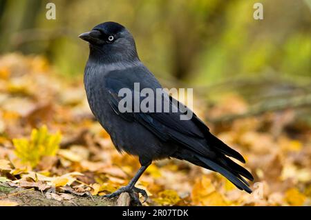 Westliche Jackdaw (Corvus monedula), ausgewachsen, auf Wurzeln zwischen gefallenen Blättern, Arundel Wildfowl und Wetlands Trust Reserve, West Sussex, England Stockfoto