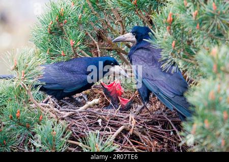 Turm, Raben (Corvus frugilegus), Krähe, Korviden, Singvögel, Tiere, Vögel, ausgewachsenes Paar, mit Küken im Nest in Kiefer, Suffolk, England Stockfoto