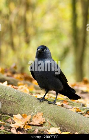 Westliche Jackdaw (Corvus monedula), ausgewachsen, auf Wurzeln zwischen gefallenen Blättern, Arundel Wildfowl und Wetlands Trust Reserve, West Sussex, England Stockfoto