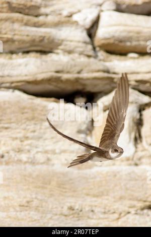 Sand martin (Riparia riparia), Erwachsener, während des Fluges, verlässt Nesthöhle in künstlicher Sandsteinwand, West Yorkshire, England, Vereinigtes Königreich Stockfoto