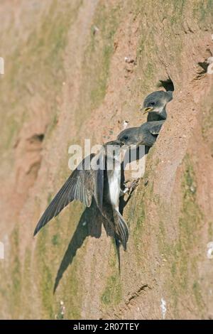 sandmartin, sandmartins (Riparia riparia), Singvögel, Tiere, Vögel, Schwalben, Sand Martin Erwachsener, jung gefüttert, im Nesselloch in Sandbank, England Stockfoto