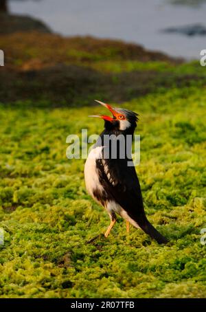 Asiatische Rattenmyna (Sturnus contra Floweri), Erwachsener, ruft, steht auf dem Boden am Ufer, Thailand Stockfoto