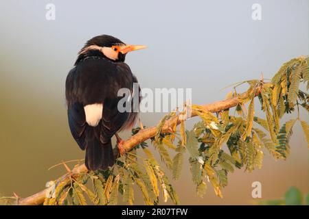 Asiatischer Rattenstar (Sturnus contra), Erwachsener, sitzt auf einem Zweig, Rajasthan, Indien Stockfoto