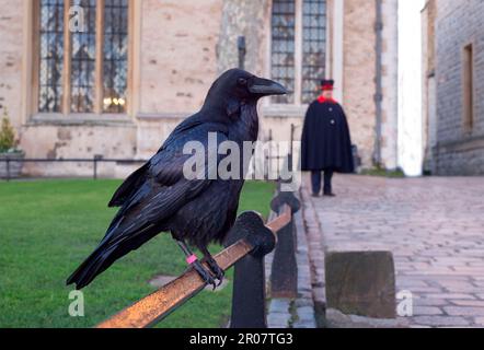 Erwachsener Raben (Corvus corax) auf einem Geländer mit Yeomen Warder (Beefeater) im Hintergrund, Tower of London, London, England, United Stockfoto