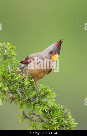 Pyrrhuloxia sinuatus, Pyrrhuloxia sinuata, Schmalschnabelkardinal, Schmalschnabelkardinale, Singvögel, Tiere, Vögel, Pyrrhuloxia cardinalis Sin Stockfoto