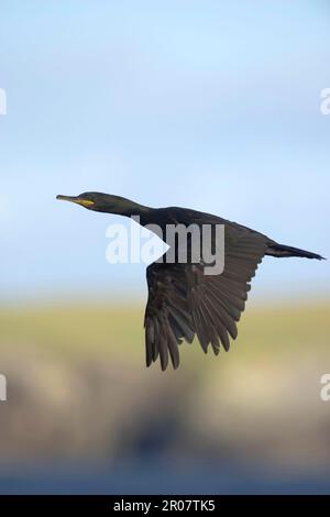 Crow common shags, Ruderfuesser, Tiere, voegel, European Shag (Phalacrocorax aristotelis) adult, in Flug, Shetland Islands, Schottland, Vereinigtes Königreich Stockfoto