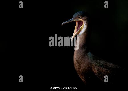 Vögeln, gewöhnliche Feiglinge, Arboreal, Tiere, Vögel, Europäischer Shag (Phalacrocorax aristotelis) unreif, klaffend, Nahaufnahme von Kopf und Hals, Shetland Stockfoto