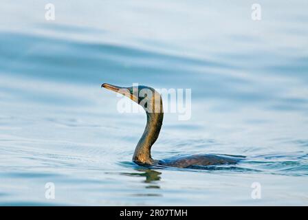 indischer Kormoran (Phalacrocorax fuscicollis), Erwachsener, Schwimmen, Vembanad Lake, Kumarakom, Kerala, Südindien Stockfoto