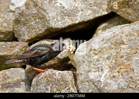 Common Starling (Sturnus vulgaris zetlandicus) Shetland-Unterart Intermediate, Erwachsene, mit Nahrung im Schnabel, South Uist, Äußere Hebriden, Schottland Stockfoto