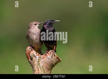 Common Starling (Sturnus vulgaris), Erwachsene und Jugendliche, auf dem Postweg, Norfolk, England, Vereinigtes Königreich Stockfoto