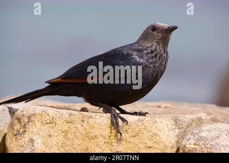 Rotflügelstarling (Onychognathus morio), weiblich, auf Felsen stehend, Kap, Südafrika Stockfoto