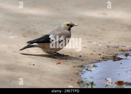 Wackeliger Starling (Creatophora cinerea), männlicher Erwachsener, kommt in die Zucht Gefieder, am Wasserrand, Äthiopien Stockfoto