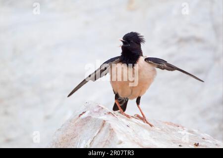 Rosafarbener Star (Sturnus roseus), männlicher Erwachsener, singend und zeigend, sitzt auf einem Felsen, Bulgarien Stockfoto