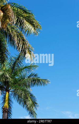 Werbefläche. Palmen schweben im Wind gegen den blauen wolkenlosen Himmel. Stockfoto